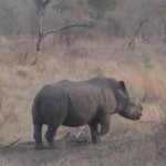 Cropped Rhino